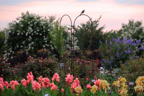 Garden Art Print featuring the photograph Walk In The Garden by Charlotte Schafer