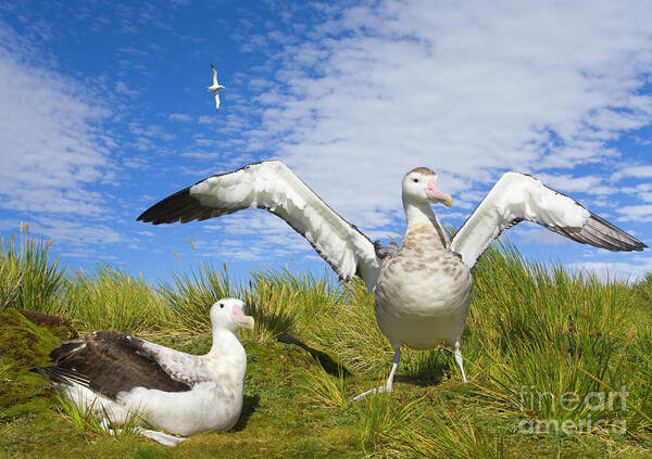 00345305 Art Print featuring the photograph Wandering Albatross Courting by Yva Momatiuk John Eastcott