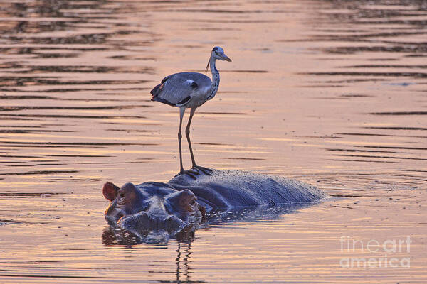 Hippo Art Print featuring the photograph Want a Ride by Jennifer Ludlum