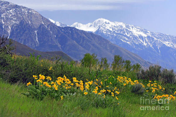 Utah Art Print featuring the photograph Wasatch Mountains in Spring by Charline Xia