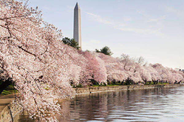 Tidal Basin Art Print featuring the photograph Washington Dc Cherry Blossoms And by Ogphoto