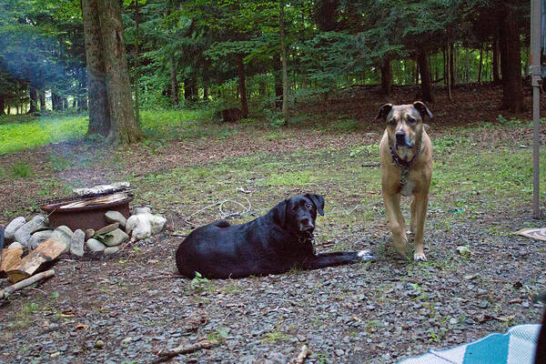Campsite Art Print featuring the photograph Watch dogs by Susan Jensen