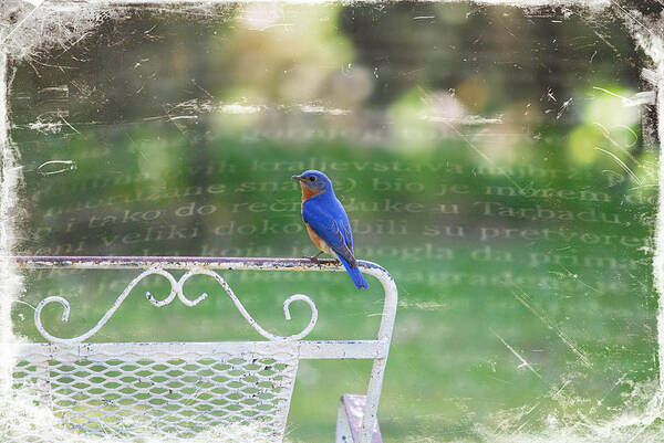 Blue Bird Art Print featuring the photograph Watchful Bird by Linda Segerson