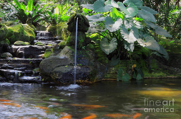 Water Garden Art Print featuring the photograph Water Garden by Charline Xia
