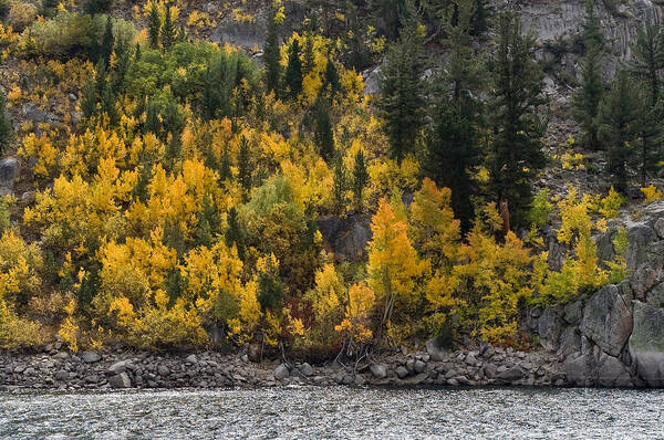 Yellow Art Print featuring the photograph Water Granite and Trees by Cat Connor