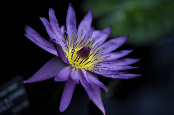 Close-ups Art Print featuring the photograph Water Lilly by Donald Brown