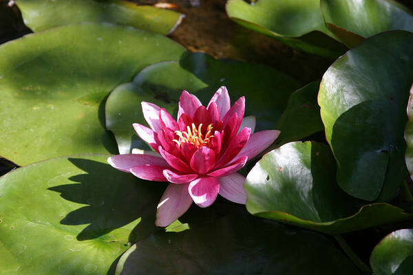 Nymphaeaceae Art Print featuring the photograph Water Lilly by Mark Langford