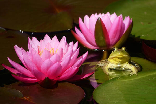 Frog Art Print featuring the photograph Water Lily and Frog by Ann Bridges