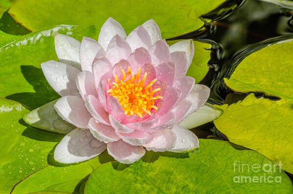 Water Lily Art Print featuring the photograph Water Lily by Anthony Heflin