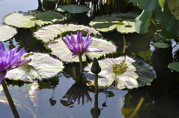 Water Lily Art Print featuring the photograph Water Lily by Dottie Branch