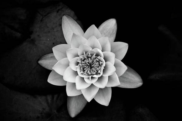 Art Art Print featuring the photograph Water Lily by Hakon Soreide