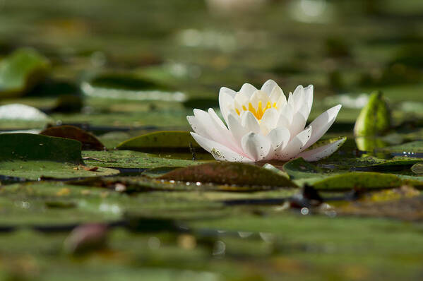 Beauty Art Print featuring the photograph Water Lily by Larry Bohlin
