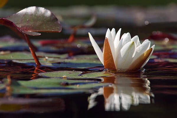 Water Lily Art Print featuring the photograph Water Lily by Leda Robertson