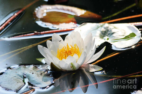 Water Lily Art Print featuring the photograph Water Lily by Trina Ansel