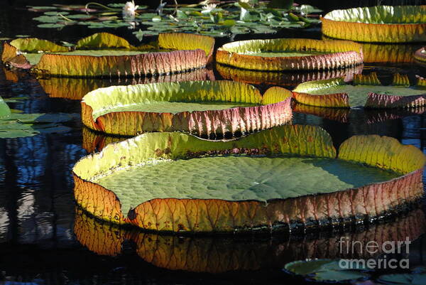 Victoria Longwood Hybrid Water Platter Art Print featuring the photograph Water Platters I by Jacqueline M Lewis