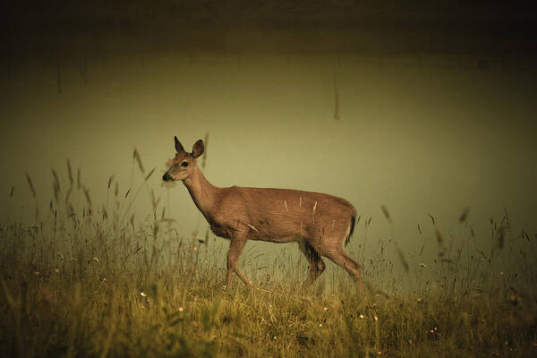 Deer Art Print featuring the photograph Water's Edge by Shane Holsclaw