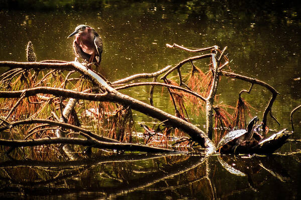 Wildlife Companions Art Print featuring the photograph WATERS of AUTUMN by Karen Wiles