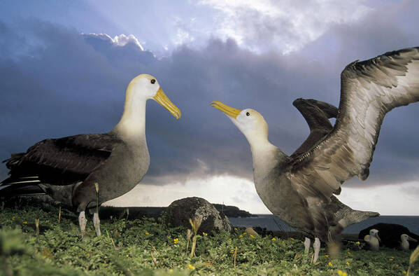 Feb0514 Art Print featuring the photograph Waved Albatross Courtship Dance by Tui De Roy