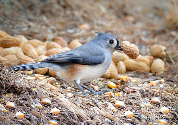 Tufted Titmouse Art Print featuring the photograph We Like Peanuts Too by Amy Porter