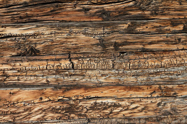 Weathered Wood Art Print featuring the photograph Weathered wood 5 by Charles Lupica