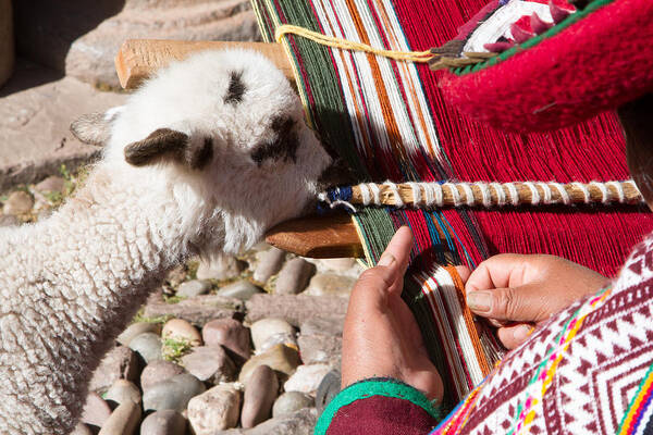 Craft Making Art Print featuring the photograph Weaver and Alpaca Lamb Cusco Peru by Dan Hartford