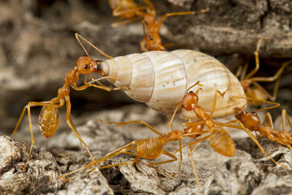 496711 Art Print featuring the photograph Weaver Ants Carrying Snail Gorongosa by Piotr Naskrecki