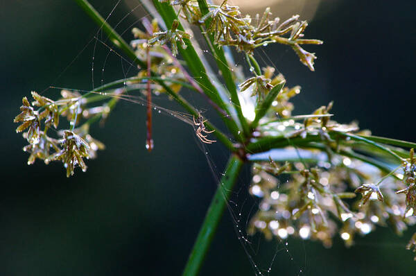 Umbrella Plant Art Print featuring the photograph Web After The Rain by Adria Trail