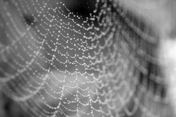 Spider Art Print featuring the photograph Web in the rain by Jackson Pearson