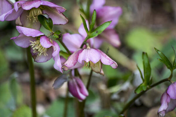 Pink Art Print featuring the photograph Welcome Spring Flowers by Spikey Mouse Photography