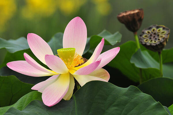 Lotus Art Print featuring the photograph West India Lotus by Dan Myers