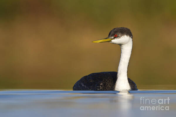 Grebe Art Print featuring the photograph Western Grebe on the Lake by Bryan Keil