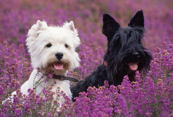 West Highland White Terrier Art Print featuring the photograph Westie And Scottie Dogs by John Daniels