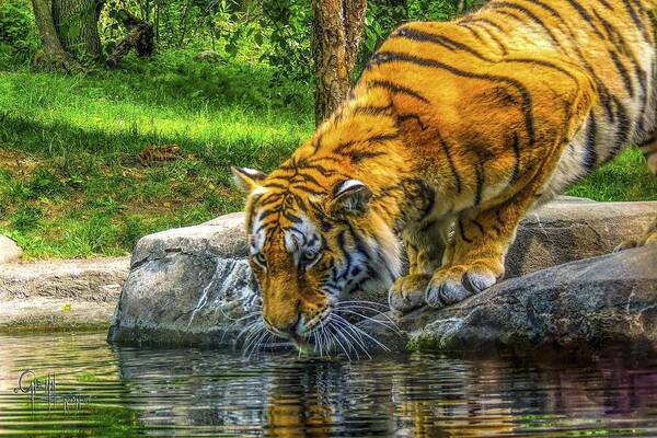  Tigers Art Print featuring the photograph Wet Whiskers by Glenn Feron