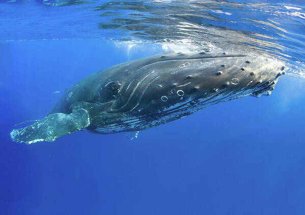 Underwater Art Print featuring the photograph Whale Close Up by M Swiet Productions