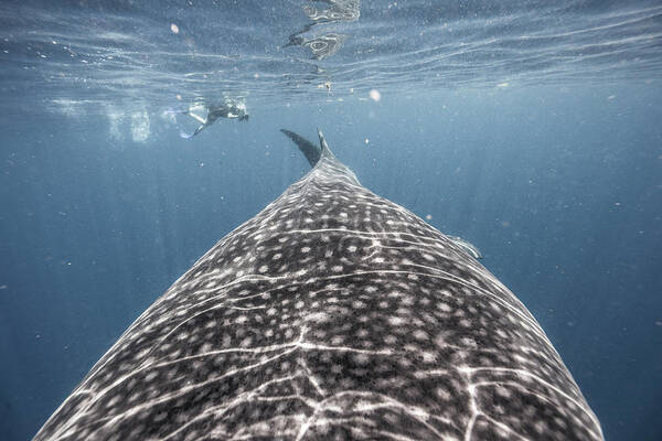 Scenics Art Print featuring the photograph Whale Shark Expedition by Tyler Stableford