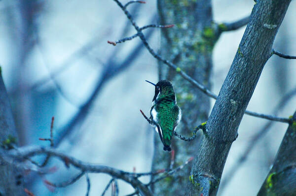 Nature Art Print featuring the photograph What A Blessing 2 by Teri Schuster