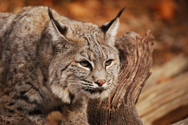 Bobcat Art Print featuring the photograph What A Face by Lori Tambakis