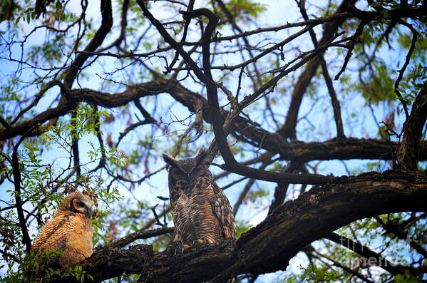 Art For The Wall...patzer Photography Art Print featuring the photograph What a Hoot by Greg Patzer