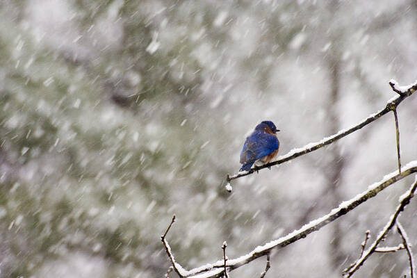 Bluebird Art Print featuring the photograph What Happened to Spring? by Robert Camp