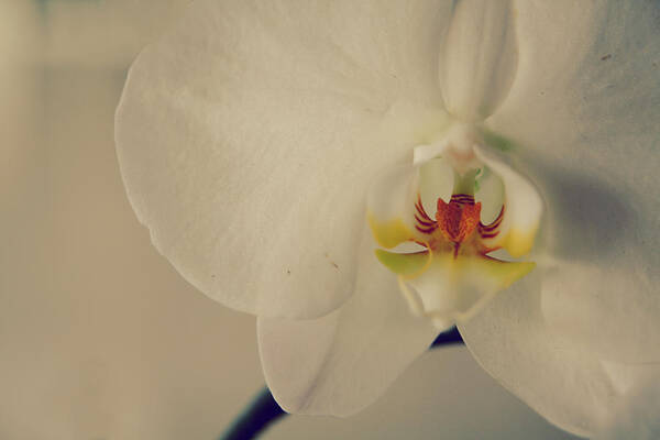Orchids Art Print featuring the photograph What Love Felt Like by Laurie Search