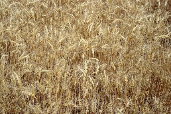 Wheat Closeup Art Print featuring the photograph Wheat by Susan Woodward