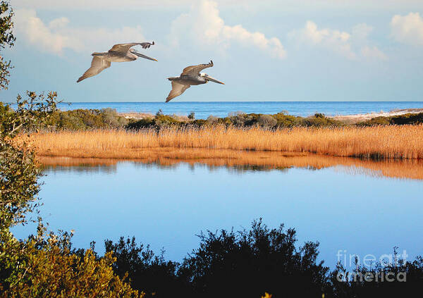 Pelicans Art Print featuring the photograph Where The Marsh Meets The Atlantic by Kathy Baccari