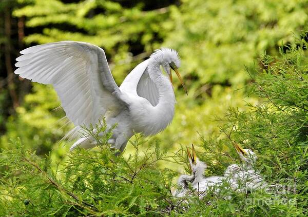Egret Art Print featuring the photograph Where's Our Lunch Ma by Kathy Baccari