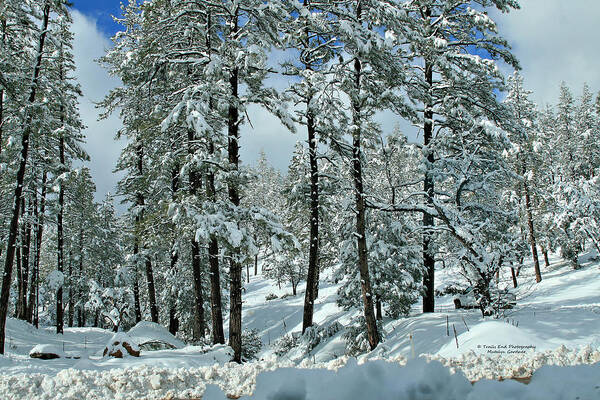 Landscape Art Print featuring the photograph Whispering Snow by Matalyn Gardner