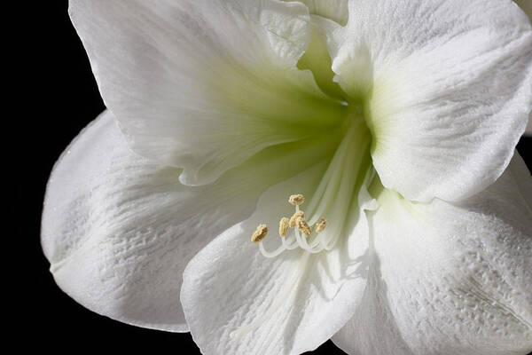 3scape Art Print featuring the photograph White Amaryllis by Adam Romanowicz