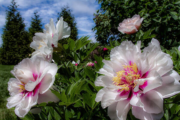 Peony Art Print featuring the photograph White and Pink Peony by Brian Caldwell
