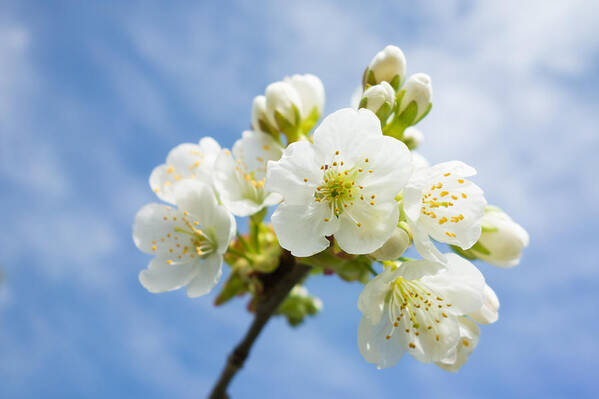 Blossom Art Print featuring the photograph White apple blossom blue sky by Matthias Hauser