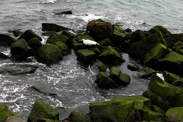 05.26.13_b 017 Art Print featuring the photograph White Bird on Green Stone by Dorin Adrian Berbier