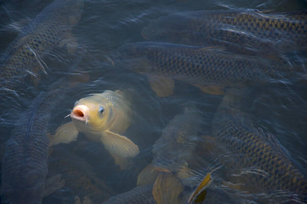 Fish Art Print featuring the photograph White carp in the lake by Flees Photos