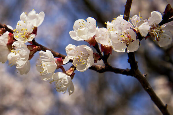 Blossom Art Print featuring the photograph White Cherry Blossoms by Mary Lee Dereske